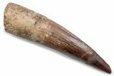Fossil Spinosaurus Tooth - Real Dinosaur Tooth #381069-1